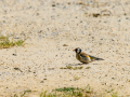 Jilguero europeo - Carduelis carduelis - Cadernera