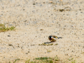 Jilguero europeo - Carduelis carduelis - Cadernera