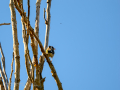 Jilguero europeo - Carduelis carduelis - Cadernera