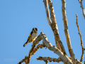 Jilguero europeo - Carduelis carduelis - Cadernera
