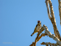 Jilguero europeo - Carduelis carduelis - Cadernera