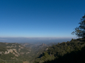 Encina Bonica