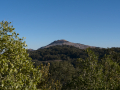 Encina Bonica
