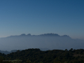 Encina Bonica