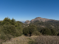Encina Bonica
