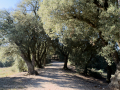La Mata