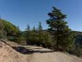 La Mata
