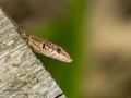 Lagartija ibérica - Podarcis hispanicus - Sargantana ibèrica