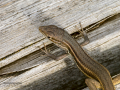 Lagartija ibérica - Podarcis hispanicus - Sargantana ibèrica