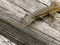 Lagartija ibérica - Podarcis hispanicus - Sargantana ibèrica