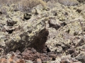 20120724-Lanzarote_0291.jpg