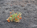 20120724-Lanzarote_0391.jpg