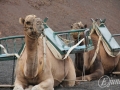 20120726-Lanzarote_0777.jpg