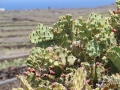 20120727-Lanzarote_1078.jpg