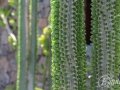 20120727-Lanzarote_1098.jpg