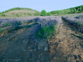 Campos de lavanda