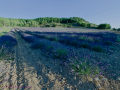 Campos de lavanda