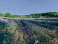 Campos de lavanda