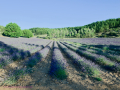Campos de lavanda
