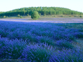 Campos de lavanda