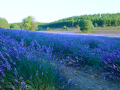 Campos de lavanda