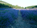 Campos de lavanda