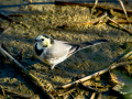 Lavandera blanca