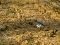 Lavandera blanca - Motacilla alba - Cuereta blanca