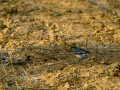 Lavandera blanca - Motacilla alba - Cuereta blanca