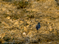Lavandera blanca - Motacilla alba - Cuereta blanca