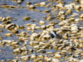 Lavandera blanca - Motacilla alba - Cuereta blanca