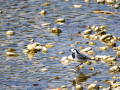 Lavandera blanca - Motacilla alba - Cuereta blanca
