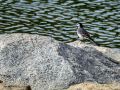 Lavandera blanca - Motacilla alba - Cuereta blanca