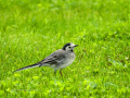 Lavandera blanca - Motacilla alba - Cuereta blanca