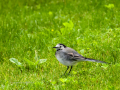 Lavandera blanca - Motacilla alba - Cuereta blanca