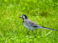 Lavandera blanca - Motacilla alba - Cuereta blanca