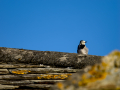 Lavandera blanca - Motacilla alba - Cuereta blanca