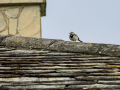 Lavandera blanca - Motacilla alba - Cuereta blanca