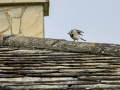 Lavandera blanca - Motacilla alba - Cuereta blanca