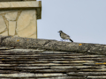 Lavandera blanca - Motacilla alba - Cuereta blanca