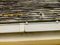 Lavandera blanca - Motacilla alba - Cuereta blanca