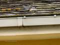 Lavandera blanca - Motacilla alba - Cuereta blanca