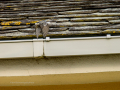 Lavandera blanca - Motacilla alba - Cuereta blanca