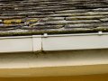 Lavandera blanca - Motacilla alba - Cuereta blanca