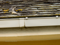 Lavandera blanca - Motacilla alba - Cuereta blanca