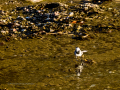 Lavandera blanca - Motacilla alba - Cuereta blanca