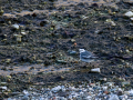 Lavandera blanca - Motacilla alba - Cuereta blanca