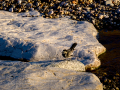Lavandera blanca - Motacilla alba - Cuereta blanca