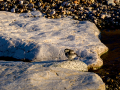 Lavandera blanca - Motacilla alba - Cuereta blanca