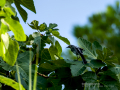 Lavandera blanca - Motacilla alba - Cuereta blanca
